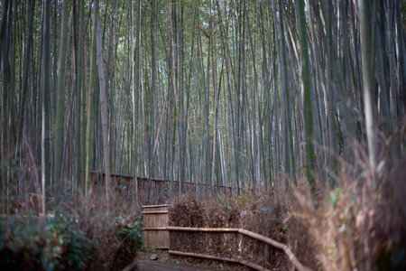 bamboo forest in arashiyama kyotoの写真素材