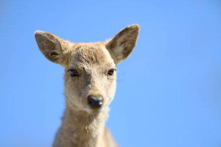 deer and blue sky in nara Japanの写真素材