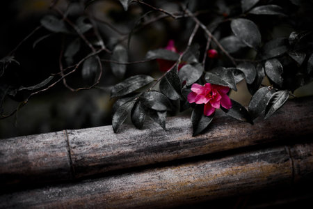 camellia flower in kyoto japanの写真素材