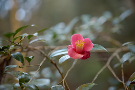 plum flower in japanese gardenの写真素材
