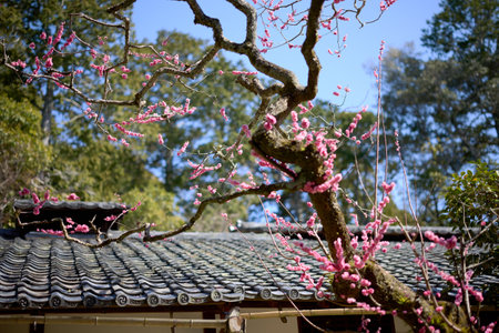 plum flower in japanese gardenの写真素材