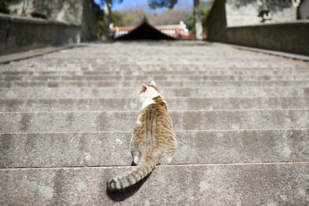 cat climbing stairs in onomichi Japanの写真素材