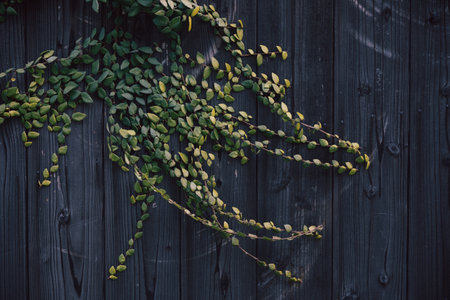 wall with ivy in Japanの写真素材