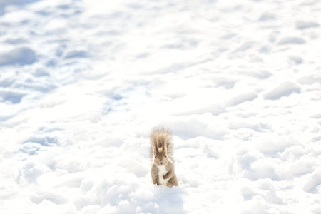 one squirrel on snow fieldの写真素材