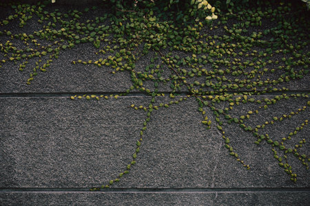 wall with ivy in Japanの写真素材