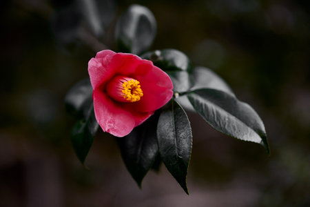 red camellia flower in springの写真素材