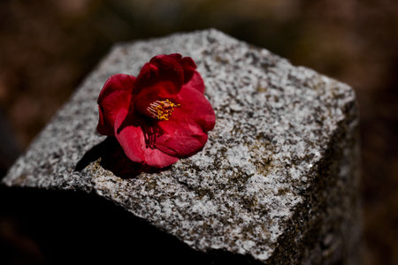 A red camellia that fell on a stoneの写真素材