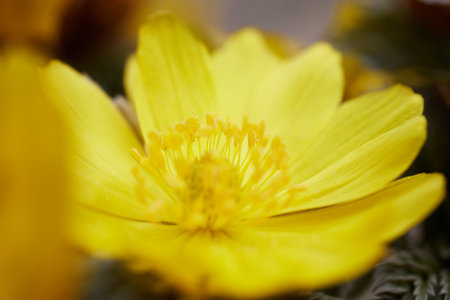 Amur adonis in spring hokkaidoの写真素材