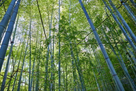 bamboo forest in summer japan