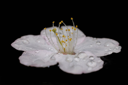 Macro shot of cherry blossom petalsの写真素材