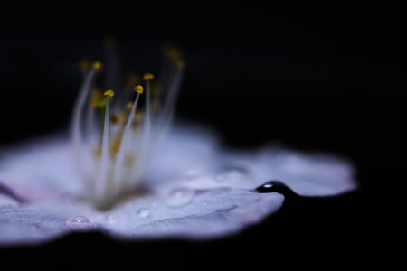 Macro shot of cherry blossom petalsの写真素材