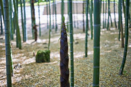 grown bamboo shoots in bamboo forest