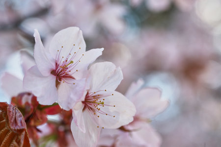 Macro shot of cherry blossomの写真素材