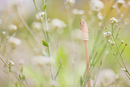 horsetail in spring garden Japanの写真素材
