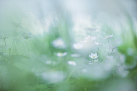 soft windflower in spring hokkaidoの写真素材