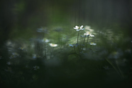 soft windflower in spring hokkaidoの写真素材