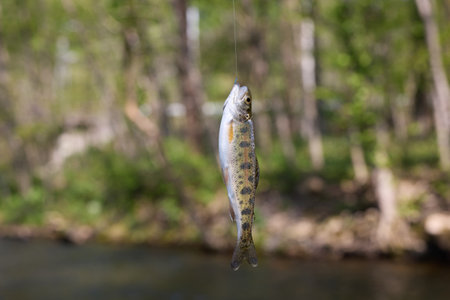 freshly caught rainbow troutの写真素材
