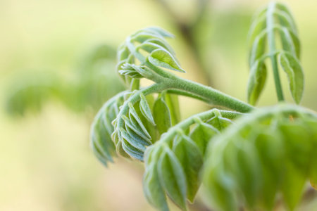green leaves in spring forest
