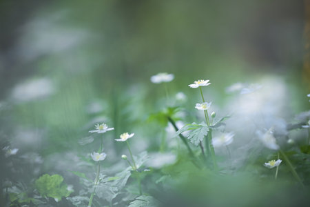 soft windflower in spring hokkaidoの写真素材