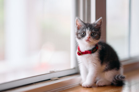 cute kitten near the windowの写真素材