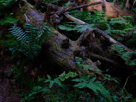 beautiful forest in hokkaido Japanの写真素材