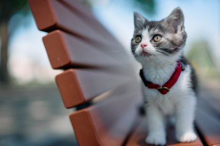 park bench and cute kittenの写真素材