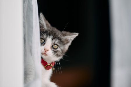 cute kitten near the windowの写真素材