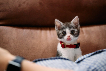 cute munchkin kitten in houseの写真素材
