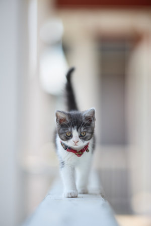 walking cute munchkin kitten in Japanの写真素材