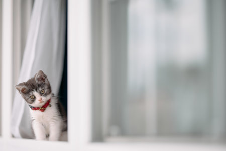 cute kitten near the windowの写真素材