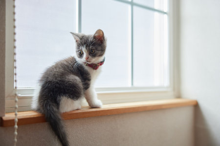 cute kitten near the windowの写真素材