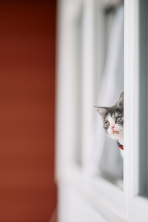 cute kitten near the windowの写真素材