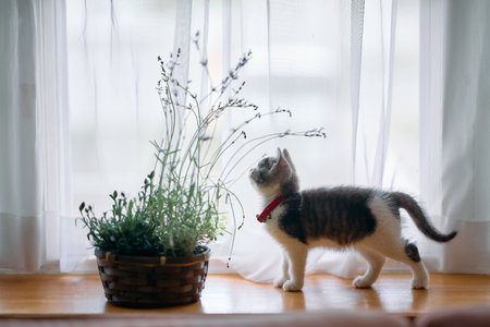 cute kitten and lavender flowerの写真素材