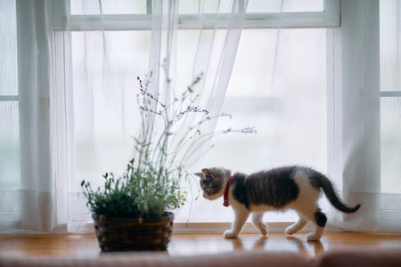 cute kitten and lavender flower