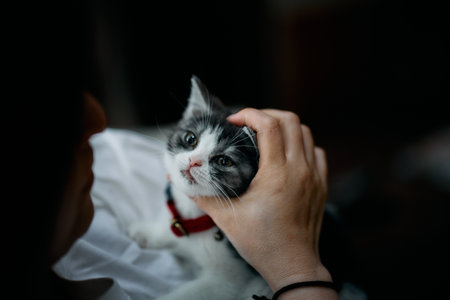 owner touching cute munchkin kittenの写真素材
