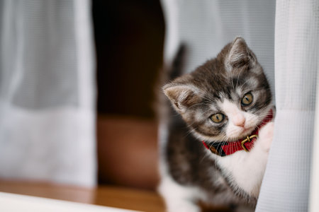 cute kitten near the window