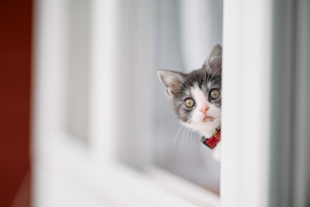 cute kitten near the windowの写真素材
