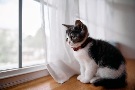 cute kitten near the windowの写真素材