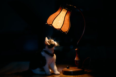 old lamp and munchkin kittenの写真素材