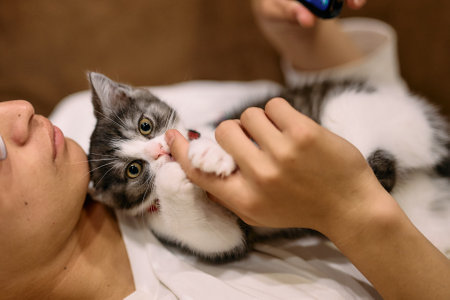 owner touching cute munchkin kittenの写真素材