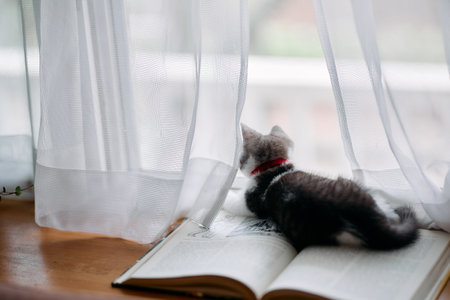 cute kitten on the bookの写真素材