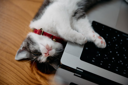 cute kitten by the laptopの写真素材