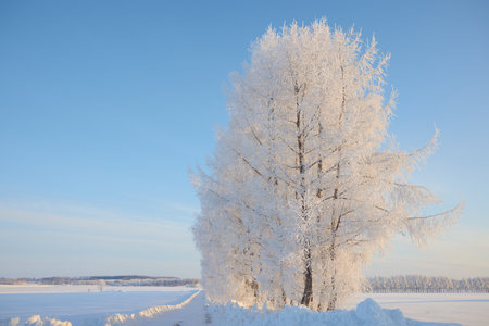 frost covered tree and blue skyの写真素材