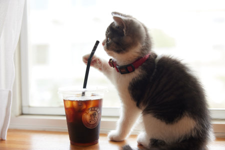 ice coffee and cute kittenの写真素材