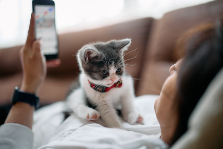 owner touching cute munchkin kitten