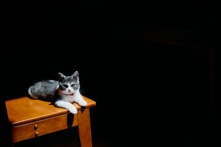 cute kitten in the light
