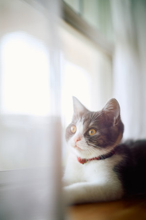 cute kitten near the windowの写真素材