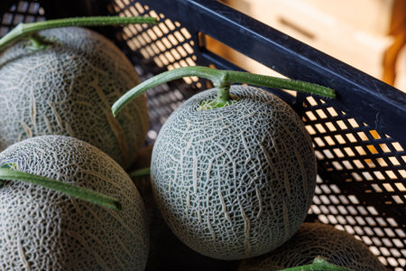 delicious melon in summer hokkaidoの写真素材