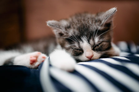 cute kiitten sleeping in house