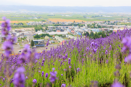 labender field in summer hokkaidoの写真素材